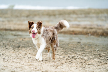 Wall Mural - border collie dog at the beach