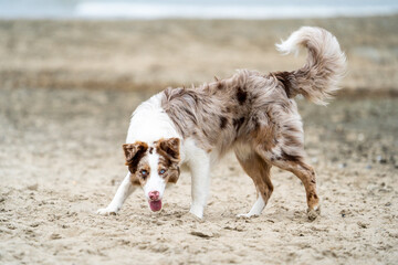 Wall Mural - border collie dog at the beach