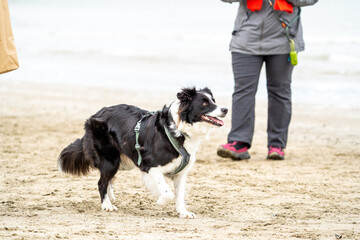 Wall Mural - Border collie on the beach