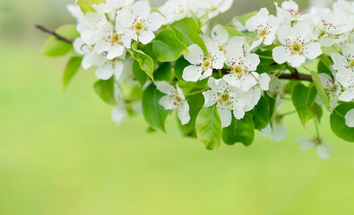 a sprig of an apple tree in bloom on a green background