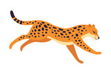 Fototapeta Psy - Running Leopard as Wild Cat with Long Spotted Body Vector Illustration