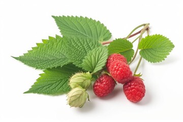 Poster - fresh red raspberries with green leaves on a white background Generative AI