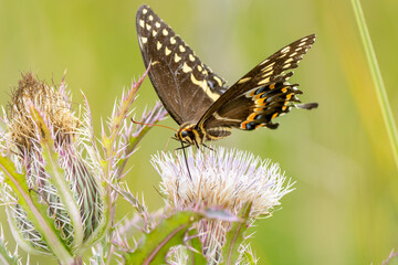 Wall Mural - Butterfly on Thistle