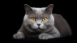 Fototapeta Koty -  Gentle Majesty: British Shorthair Cat with Dignified Grace