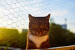 Bury śmieszny kot na osiatkowanym balkonie o zachodzie słońca