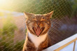 Bury śmieszny kot na osiatkowanym balkonie o zachodzie słońca