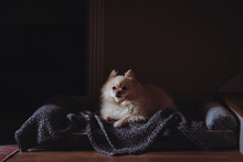 Pomeranian Dog Relaxing In Bed At Home