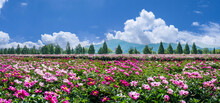 A Wide And Beautiful Peony Flower Field In Full Bloom