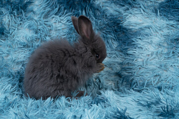 Wall Mural - Lovely healthy baby rabbit ear bunny clean body sitting playful on blue background. Little tiny furry black infant bunny bright eyes rabbit cleaning body on carpet blue background. Easter animal pet.