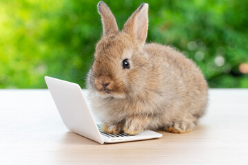 Canvas Print - Newborn tiny rabbit furry bunny small laptop online sitting on bokeh green background. Lovely baby rabbit cleaning body sitting with laptop on wooden natural background. Easter fluffy pet technology.