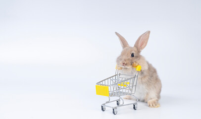 Wall Mural - Healthy rabbit brown bunny standing on leg pushing empty shopping cart walking over isolated white background. Cuddly customer baby rabbit curiosity mammal bunny use shopping cart buyer supermarket.