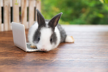 Canvas Print - Tiny cuddly rabbit bunny with small laptop sitting on the green grass. Lovely white black baby rabbit looking at something with notebook on lawn natural background. Easter fluffy bunny concept