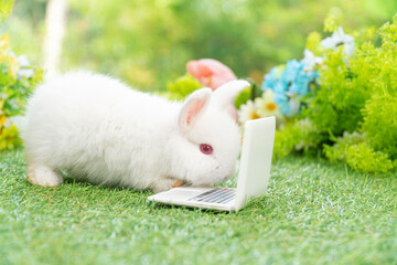 Canvas Print - Tiny cuddly rabbit bunny with small laptop sitting on the green grass. Lovely white baby rabbit looking learn something with notebook on lawn natural background. Easter fluffy bunny technology concept