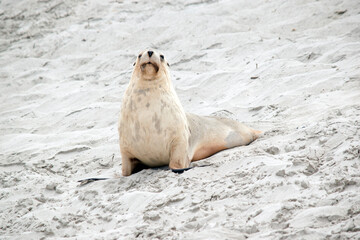 Wall Mural - the sea lion is resting on the beach at seal bay south australia