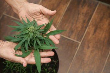 Wall Mural - Woman near green potted hemp indoors, above view. Space for text