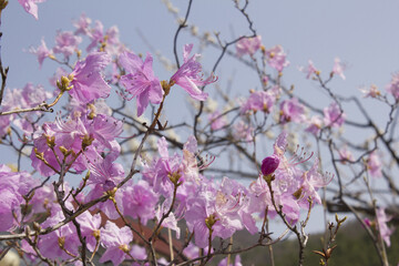 Wall Mural - Spring flowers, full bloom of azaleas. Azalea flowers to mark the beginning of spring. Flowers botanical garden
