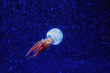 Rhopilema esculentum, the flame jellyfish, is a species of jellyfish native to the warm temperate waters of the Pacific Ocean.  isolated on blue background