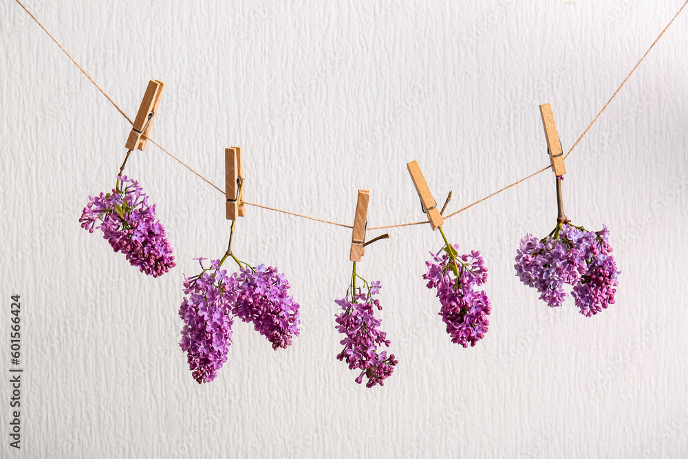 Blooming lilac twigs hanging on rope against light background