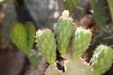 Fototapeta Tęcza - Green prickly cactus fruit