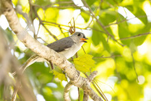 A Young Tufted Titmouse (Baeolophus Bicolor) In A Tree In Sarasota, Florida