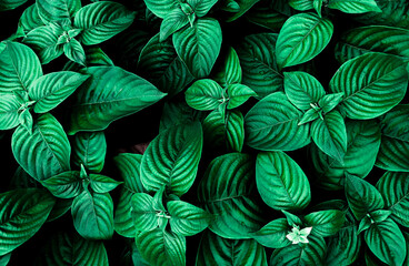  full of green leaves in the background concept, tropical leaves green abstract texture, nature background,