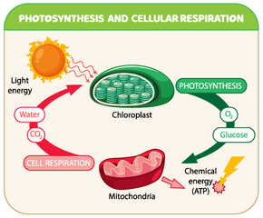Wall Mural - Photosynthesis and Cellular Respiration Diagram