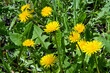 Lots of yellow dandelions in the meadow. Spring flowers.
