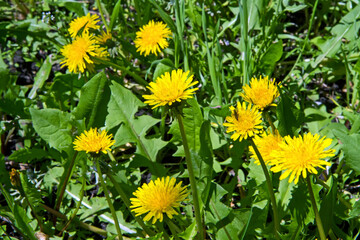 Wall Mural - Lots of yellow dandelions in the meadow. Spring flowers.