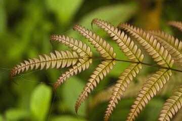 Young  ferns leaf closeup shot