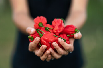Wall Mural - Hot red Habanero pepper in palms of woman. Harvest of peppers in hands. Spicy food. Mexican cuisine. Farmer is holding peppers. Growing plants. Background silhouette. Front view. Close-up. Soft focus.
