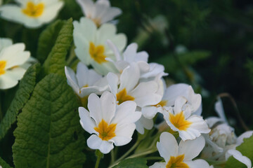 Wall Mural - white and yellow flowers