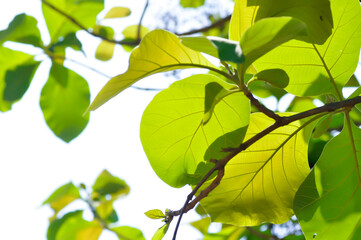 Tectona grandis, Teak or LAMIACEAE or teak plant or teak leaf