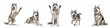 Animals pets dogs banner panorama long - Collection of funny cute crazy laughing lying, jumping, standing, sitting husky dog, isolated on white background, Generative AI