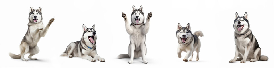 Wall Mural - animals pets dogs banner panorama long - collection of funny cute crazy laughing lying, jumping, sta