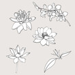 Hand drawn Sakura, Peony flower and Chrysanthemum  , Japanese tattoo,doodle vector set