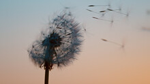 Macro Shot Of Dandelion Being Blown, Freeze Motion. Outdoor Scene During Sunset.