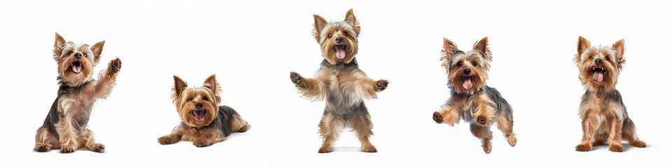 Wall Mural - animals pets dogs banner panorama long - collection of funny cute crazy little laughing lying, jumpi