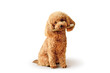 Toy poodle with toothbrush sitting on white background - Concept of dog dental care