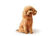 Toy Poodle With Toothbrush Sitting On White Background - Concept Of Dog Dental Care