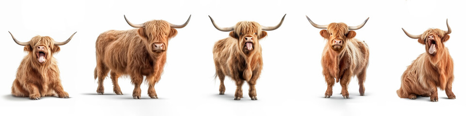 Wall Mural - wildlife animals banner panorama long - collection of funny cute crazy laughing lying, standing, sit