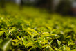 Tea plantations India leaves 