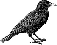A Crow, Raven, Rook Or Other Black Corvus Bird. Original Illustration In An Old Vintage Engraved Etching Woodcut Style