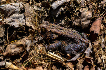 Wall Mural - a toad emerges from its winter hibernation and easily blends in with the brown dead leaves covering 