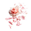 Falling petal of pink rose isolated. AI generative