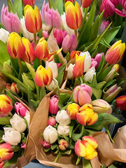  Beautiful colorful tulips background .Spring flowers background 