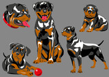 Fototapeta  - Vector image of Rottweiler breed, five positions 