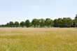 Blick über eine Feld im Sommer auf eine Baumalle unter blauem Himmel.