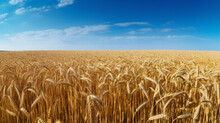 Landscape With Golden Wheat Field And Sunny Day Under Blue Sky Rural Countryside, Generative AI