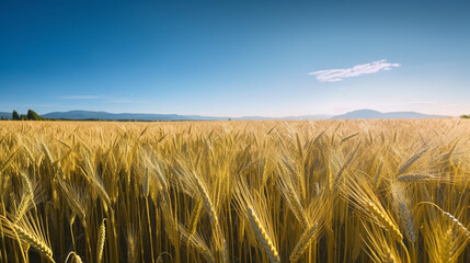 Wall Mural - landscape with golden wheat field and sunny day under blue sky rural countryside, generative AI