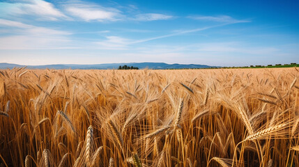 Wall Mural - landscape with golden wheat field and sunny day under blue sky rural countryside, generative AI